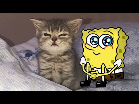 Aww, Baby Cats !! Little Cute Kitten vs Spongebob Animation 😾🐶 Funniest Cats And Dogs Videos