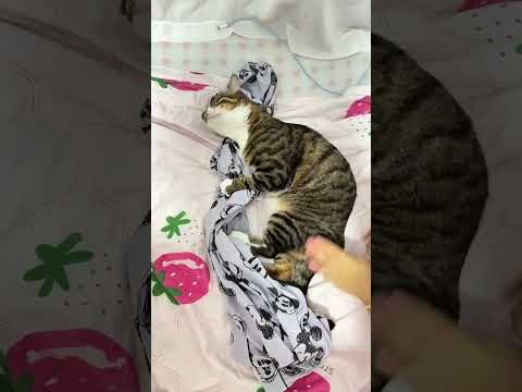 🙋‍♂️摆手不是抱歉，而是发条上够了#猫猫的曰常生活 #撸猫有一套 #养猫人 #又在挠这个臭猫 #狸花猫