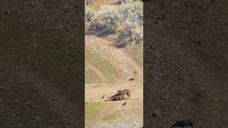 Yellowstone Wolf Dines on a Bison Carcass #wolf #wildlife #yellowstonenationalpark #blackwolf