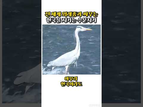 왜가리 하나로 생태 교란종을 방어하고 있는 한국 수문지기를 목격한 전 세계 외국인들의 충격적인 반응