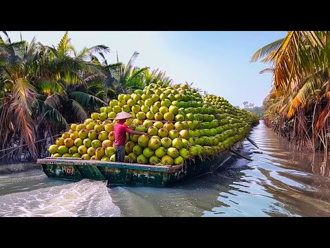 Million Coconut Harvest & Processing - Coconut Oil, Milk, Water & Fiber Production Process