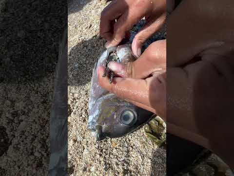 #fishing