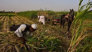 YouTube video thumbnail: Sudan Farmers Struggle as Iran Conflict Drives Costs Higher