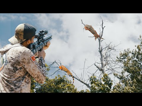 Puerto Rico , Caza De Garrobos Monstruo En Un Pantano