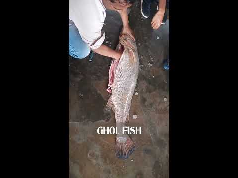 Ghol Fish Cutting shorts sea fish official