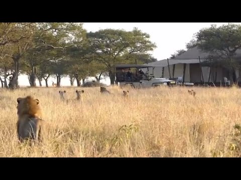 lion pride hunting the alone wildebeest running in the field video