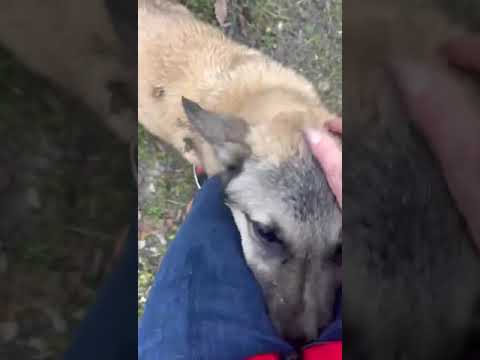 This shepherd, left on a road, desperate to come to safety. With us now | Paws2Rescue