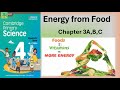 Food Chains and Ecosystem Roles