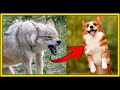 Domesticação de Animais e Seleção Artificial