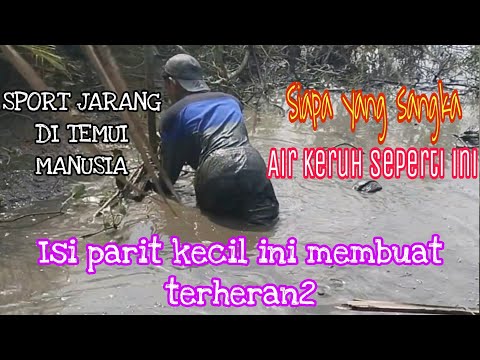 BUKAN EMPANG !!! PARIT DI DESA DI PENUHI UDANG GALAA BESAR ! Hanya di tangkap pakai tangan kosong