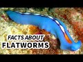Flatworms: An In-Depth Exploration