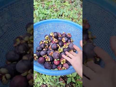 Panen buah Manggis dan buah Rambutan