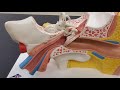 Inner Ear Anatomy and Functions