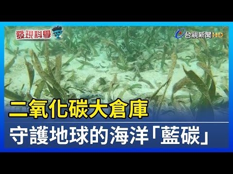 二氧化碳大倉庫 守護地球的海洋「藍碳」【發現科學】 - YouTube