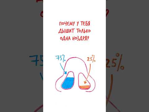 Почему ДЫШИТ одна НОЗДРЯ? — Научпок #шортс