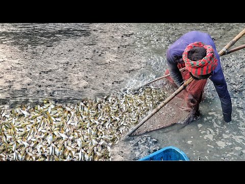 পুকুর সেচে মাছ ধরা|মাছ ধরার ভিডিও