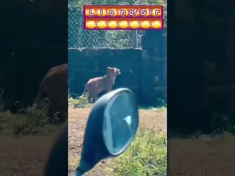 lion enter on road public show and traffic |#gir #gujarat #girlion #short #ytshortsindia #ytviral