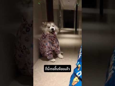 ใครจะคิด…พาหมาลุยฝนจะน่ารักขนาดนี้! 😆