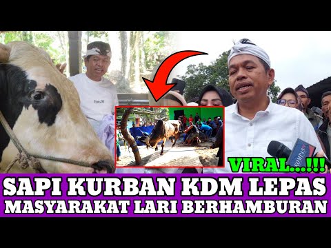 HEBOH!! Sapi Kurbai KDM Lepas - Masyarakat Lari Berhamburan