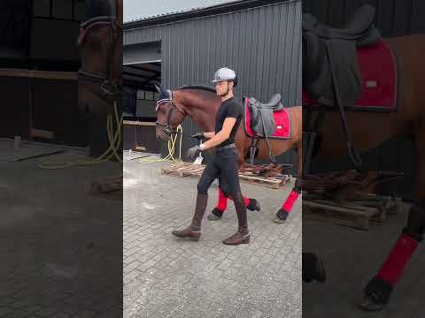 Bay Stallion wears full red ❤️‍??✨
