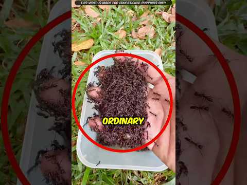 Don't Think Of These Ants As Normal | #shorts