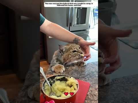 rescued the bobcat, it followed home, became a family #bobcat #animals #shorts