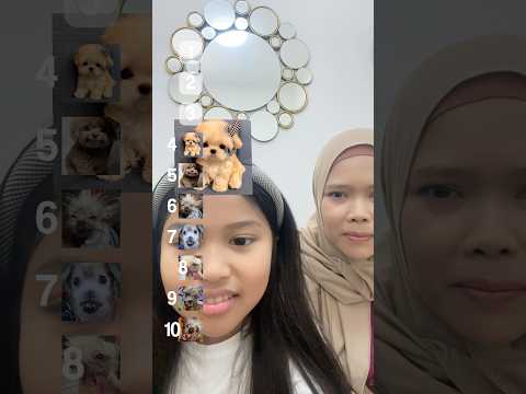 suka gemes liat dogi yang lucu tapi gak bisa pegang dan ga bisa pelihara   #shorts #filter #anabul