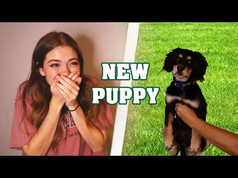 MEETING THE NEW PUPPY!!