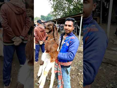 তোতাপুরি পাঠা ছাগল।#farmbanijjo #goat #banglamarkagro #মিরপুর_১_পাখির_হাট #animals #doyelagro #cow