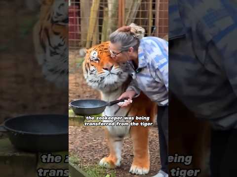 Big fat tigers raised by grandmothers!🥰🥰🥰 #shortvideo #animals #shorts #pet #foryou