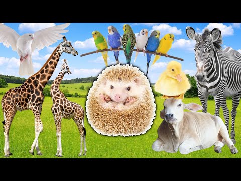 Animal Sounds - Listen to Hedgehog, Cow, Zebra, Giraffe, Duck - Sounds for Relaxation & Focus