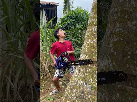 GAK JADI NEBANG POHON