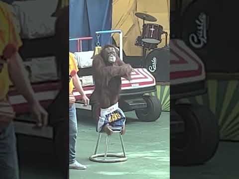 The funniest Orangutan in the World ???