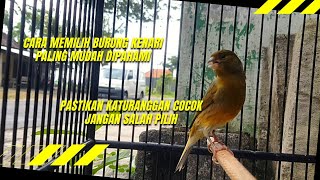 Cara Paling Mudah Memilih Katuranggan Burung Kenari Semua Pasti Bagus Tidak Ada Yang Jelek