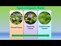 Aquatic Plant Adaptations and Characteristics