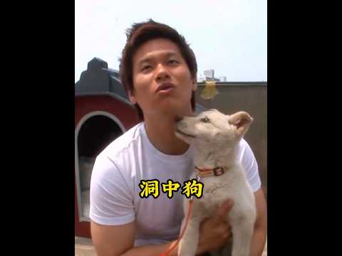 一只狗狗躲在洞中3个月，小哥不离不弃守在旁边 #pets #animals #狗狗  #dogs