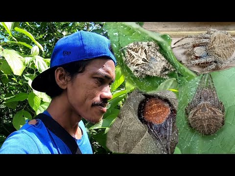 PAWIS! GUTOM! AT PAGOD NG KATAWAN ANG KAILANGAN PARA MAKAKITA NG MAGANDANG KLASE NG GAGAMBA