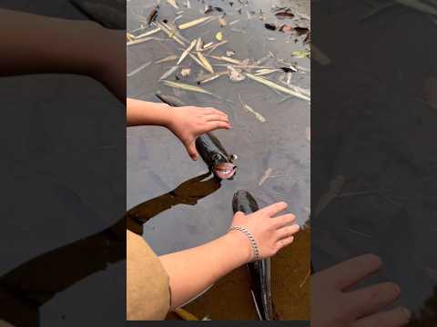 Survival Skills: SMART idea and USEFUL with saving water#camping#ideas#useful#bushcraft