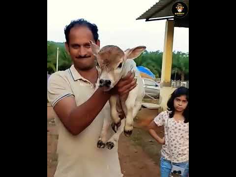 दुनिया की सबसे छोटी गाय की प्रजाति ? | Smallest Cow Breed in the World | #facts #shorts #cows