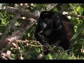 Rainforest Animals of Barro Colorado