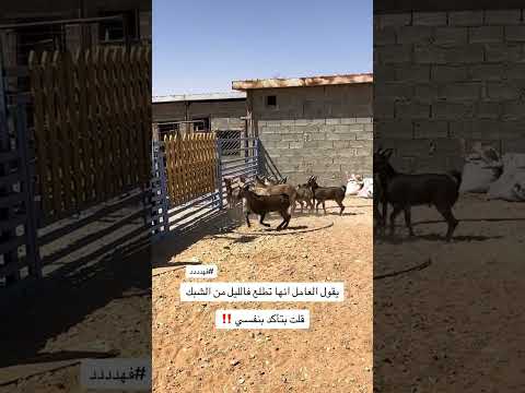 #اكسبلور #foryou #explore #animals #ترند #goat #automobile #خيل