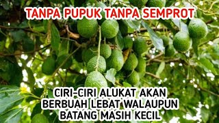 CIRI" ALPUKAT AKAN BERBUAH LEBAT WALAPUN POHONNYA MASIH KECIL