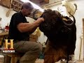 Understanding Taxidermy