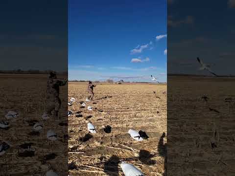 Came back from lunch and a snow decided to stick around for  dinner #snowgoosehunting #goosehunting
