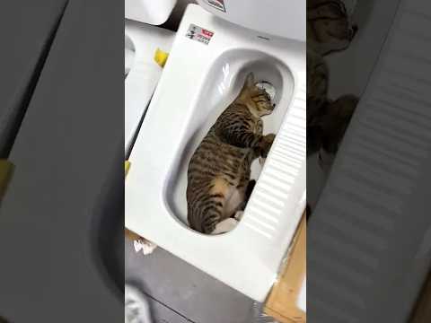 The toilet cat get viral 😂❤️
