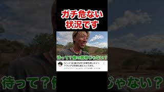 ⬆︎イッテQに出てた有名なトカゲ