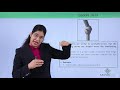 Understanding Saddle Joints in Anatomy