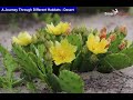 Desert Ecosystem Adaptations