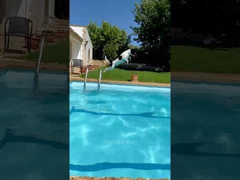 Compilation: Dogs jumping in Water ๐ฆ ๐ถ