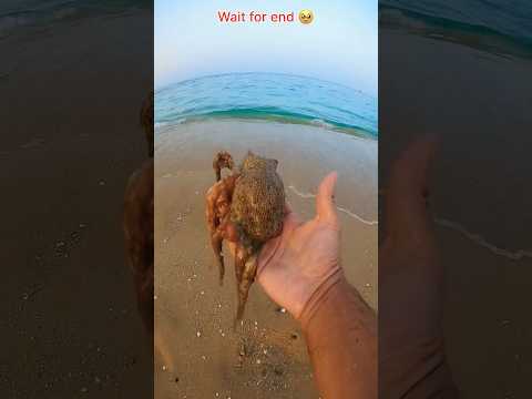 Helping our underwater friends - baby octopus rescue #shorts #octopus
